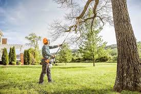 Best Tree Risk Assessment  in Angola On The Lake, NY