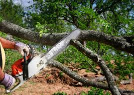 Best Firewood Processing and Delivery  in Angola On The Lake, NY