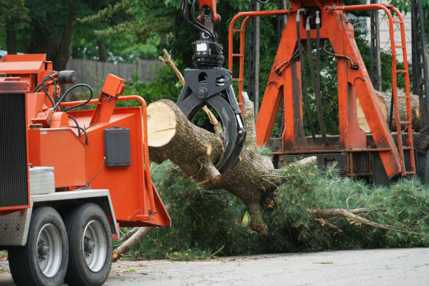 Best Stump Grinding and Removal  in Angola On The Lake, NY